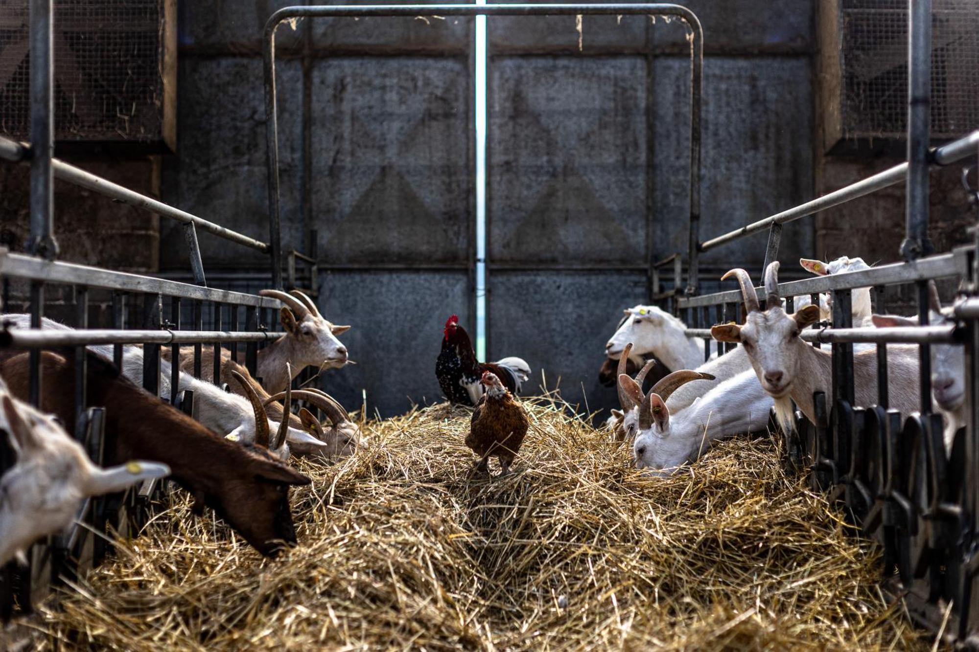 Agriturismo Why Farm Marano Ticino ภายนอก รูปภาพ
