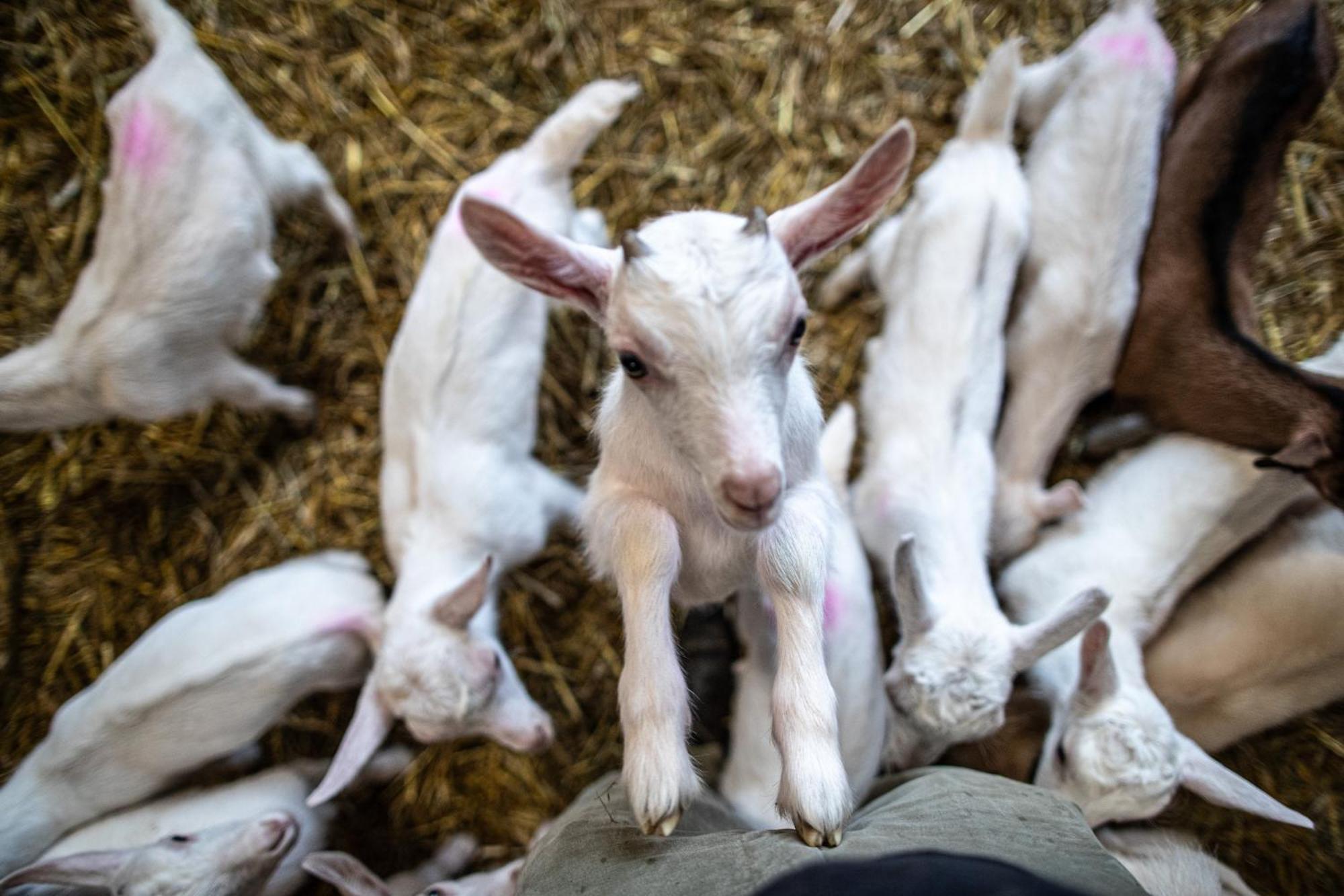 Agriturismo Why Farm Marano Ticino ภายนอก รูปภาพ